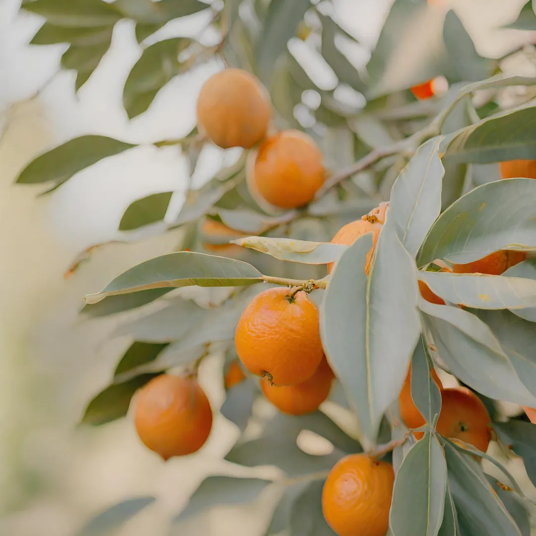 Orchard Breeze Room Spray